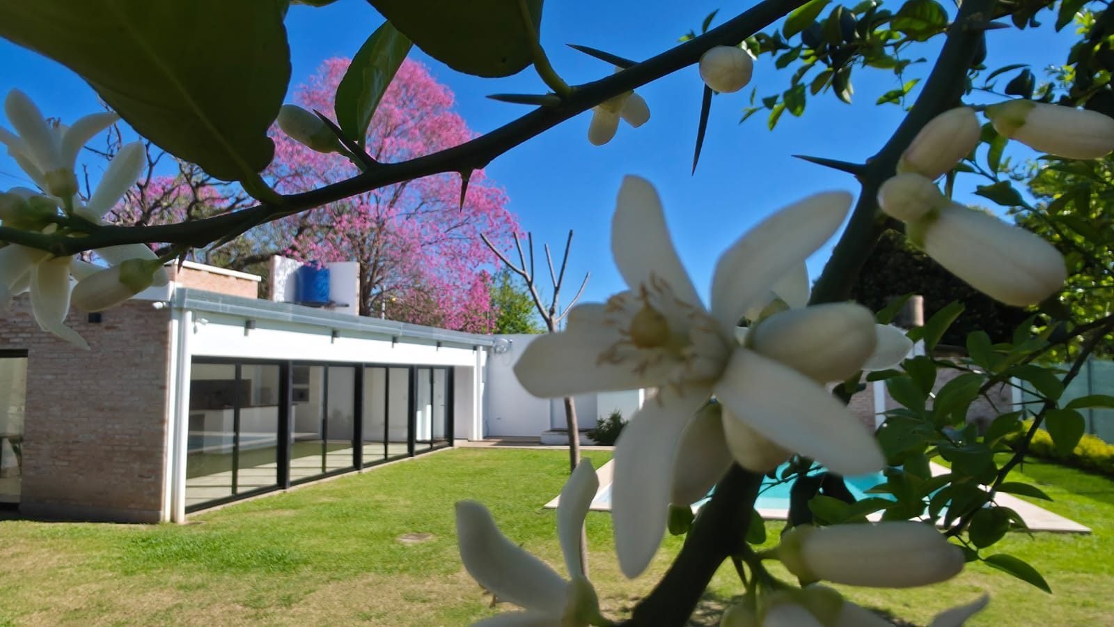 Jardín con flores blancas y lapacho rosado de fondo